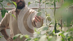 Unrecognizable blurred man touching unripe green tomato on stem smiling. Male Caucasian hand holding vegetable in