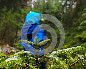 Unrecognizable boy in blue walking away from a spruce tree