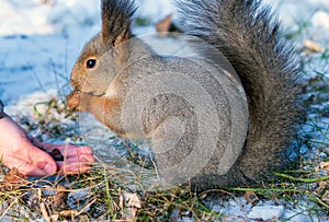 An unrecognizable boy is fedding squirrel pine nuts