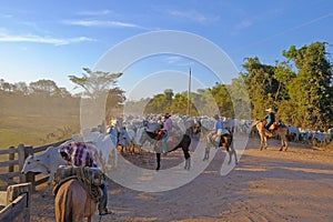 Unrecognizable cowboys at a farm along the Transpantaneira road in the Pantanal, near Pocone, Mato Grosso Do Sul, Brazil