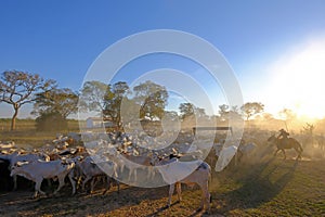 Unrecognizable cowboys at farm with sign Fazenda Paraiso - Paradise Farm portuguese text, Transpantaneira road, Brazil photo