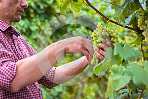 Unrecognizable Farm Worker Cutting White Grapes