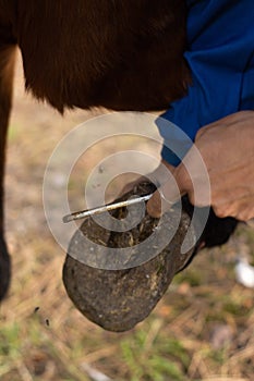 Unrecognizable farmer cleans the horse`s hooves with a special crochet. Vertical close up