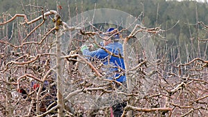 unrecognizable farmer pruning apple tree on the and of january