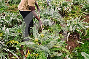 Unrecognizable farmer tilling the soil in a field