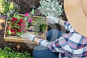 Unrecognizable female gardener holding wooden crate full of flowers ready to be planted in her garden. Gardening concept.