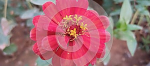 Unrecognizable female gardener planting flowers in her garden. Gardening concept. Top view.