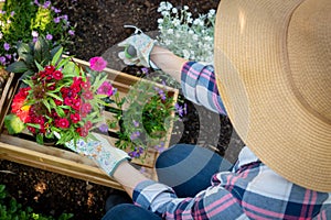 Unrecognizable female gardener planting flowers in her garden. Gardening. Overhead view.