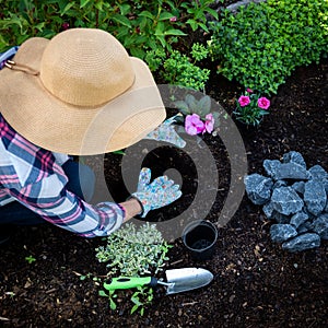 Unrecognizable female gardener planting flowers in her garden. Gardening. Overhead view.