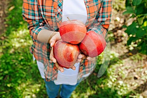 Unrecognizable female hands hold ripe red juicy close an apples.