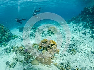 Unrecognizable freedivers swimming near coral reef in Red Sea