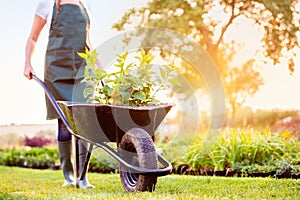 Unrecognizable gardener carrying seedlings in wheelbarrow, sunny