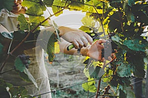 Unrecognizable Girl Cuts The Grapes With Scissors. Agritourism Farm Concept