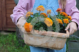 Unrecognizable girl in denim overalls holds a pot of yellow marigolds, exploring gardening and learning through real