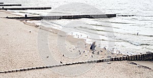 Unrecognizable girl on the seashore with wooden breakwaters feeds gulls and pigeons