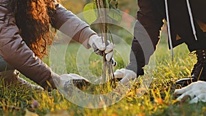 Unrecognizable group people activists plant trees in autumn park fertilize ground working improve environment care