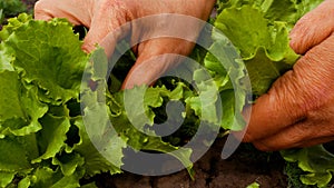 Unrecognizable hands sort out and pluck green lettuce leaves in the garden. Growing vitamin greens photo