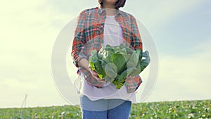 unrecognizable hard working hands of a female worker pick a ripe large crop of kale