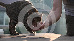 unrecognizable man caresses cat on street in country house. person scratches affectionate Bengal cat, cat enjoys and