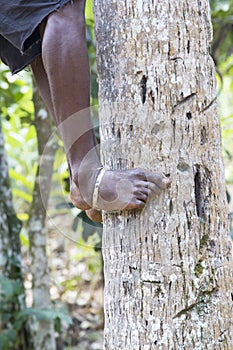 Unrecognizable man climbing a tree
