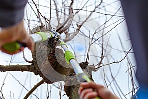 Unrecognizable man pruning fruit trees in his garden. Male gardener using pruning shears. Springtime gardening. Cropped shot.