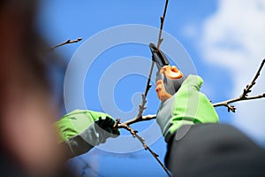 Unrecognizable man pruning fruit trees in his garden. Male gardener using pruning shears. Springtime gardening.