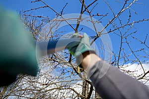 Unrecognizable man pruning fruit trees in his garden. Male gardener using telescopic pruning shears. Springtime gardening.