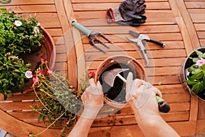 Unrecognizable middle age woman working with plants outdoors, gardening concept. Nature. top view