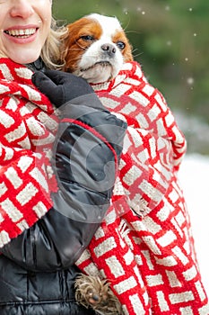 Unrecognizable middle-aged woman holding dog spaniel covered with red checkered blanket in park forest in snowy winter