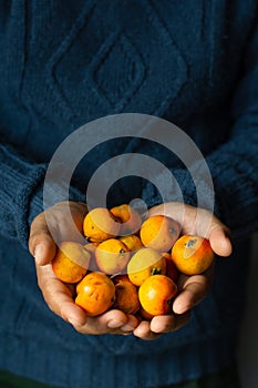 Unrecognizable person holding delicious tejocote fruits photo