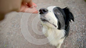 Unrecognizable person owner hand feeding funny smart hungry puppy dog with treat as reward for good behavior. Training