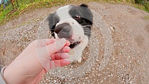 Unrecognizable person owner hand feeding funny smart hungry puppy dog with treat as reward for good behavior. Training