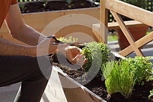 Unrecognizable person picking fresh chives from a herbal bed on a terrace garden