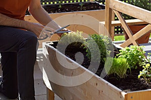 Unrecognizable person picking fresh oregano from a herbal bed on a terrace garden