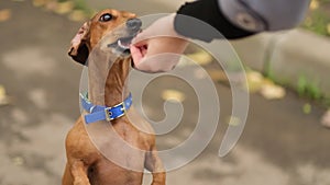 Unrecognizable person, woman, hand of owner is feeding beautiful smart hungry dog from arm. Training cute beautiful pet