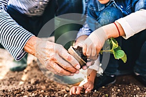 Muž vnučka zahradnictví v zadní dvůr zahrada 