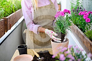 Unrecognizable senior woman gardening on balcony in summer, planting flowers.