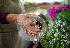 Unrecognizable senior woman gardening on balcony in summer, spraying plants.