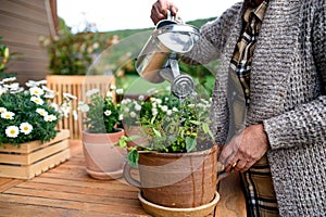 Unrecognizable senior woman gardening on balcony in summer, watering plants.