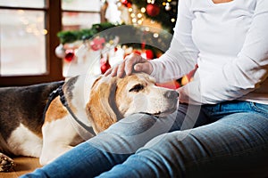 Unrecognizable senior woman with her dog at Christmas tree.