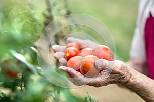 Unrecognizable senior woman in her garden holding tomatoes