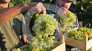 unrecognizable two large ripe bunch grape hang in winemaker men hands backdrop of vineyards