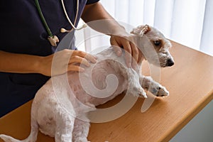 Unrecognizable vet checking a beautiful little white dog