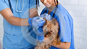 Unrecognizable vet doctors using ear drops to treat little dog`s ear disease in clinic, closeup. Panorama