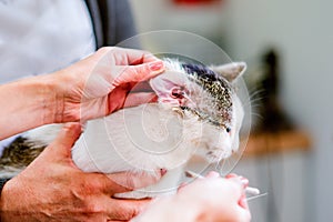 Unrecognizable veterinarian at the clinic cleaning ears of cat