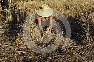 Unrecognizable woman collecting reaped wheat in the field