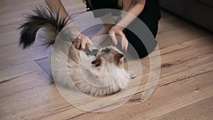 Unrecognizable woman combing fur of a fluffy cat on floor