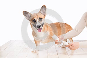 Unrecognizable woman doctor holding dog grinding toenails