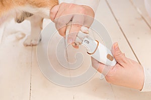 Unrecognizable woman doctor holding dog grinding toenails