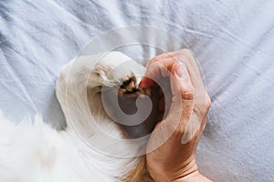 Unrecognizable woman and dog at home making a heart shape with hand and paw. Love concept